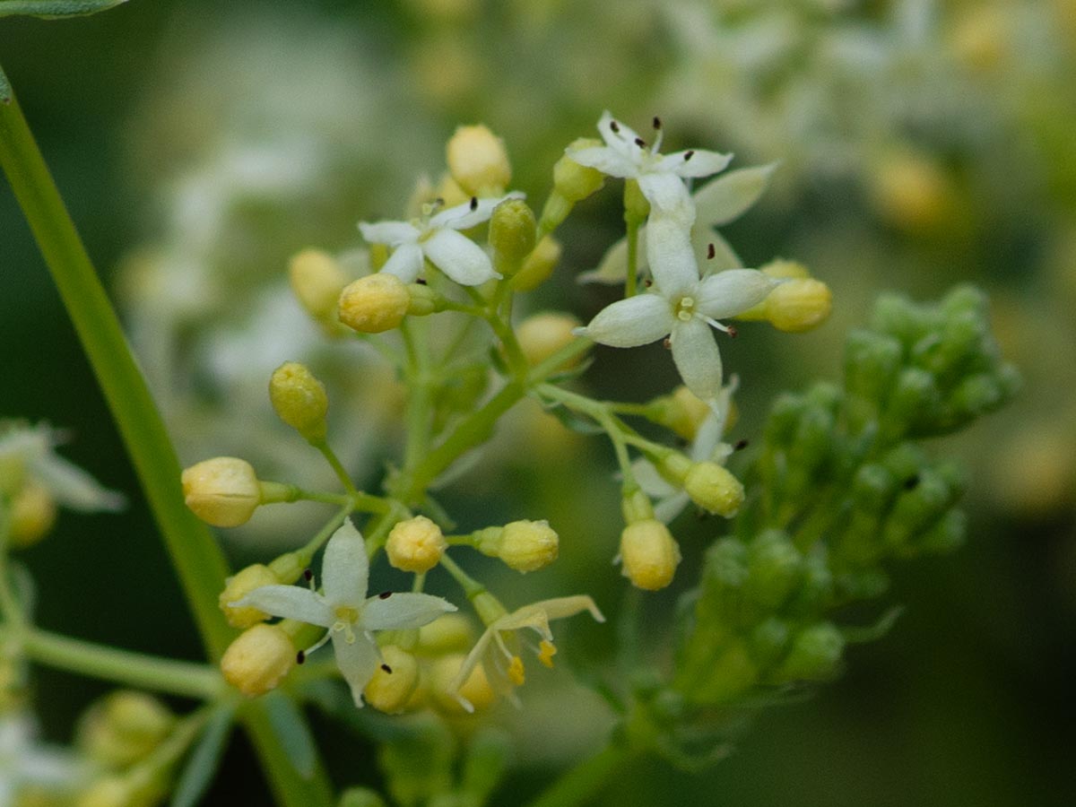Blüten